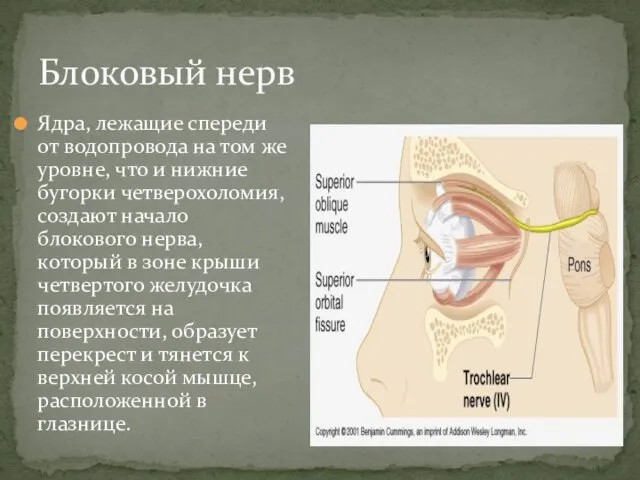 Блоковый нерв Ядра, лежащие спереди от водопровода на том же