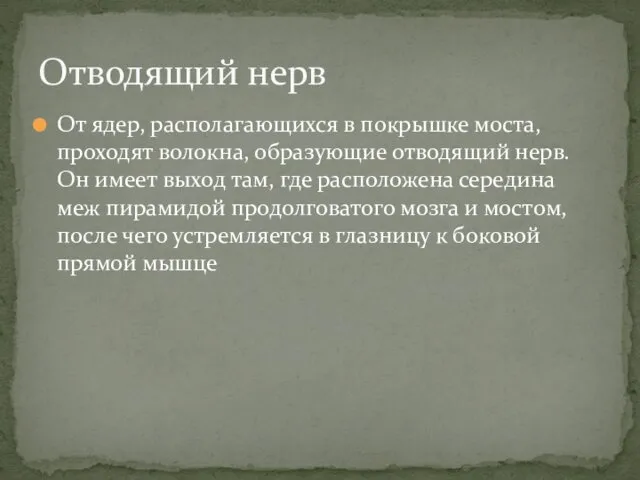 От ядер, располагающихся в покрышке моста, проходят волокна, образующие отводящий