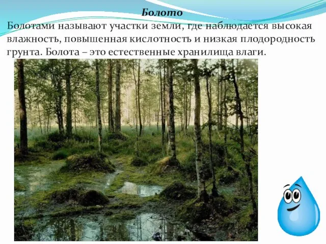 Болото Болотами называют участки земли, где наблюдается высокая влажность, повышенная