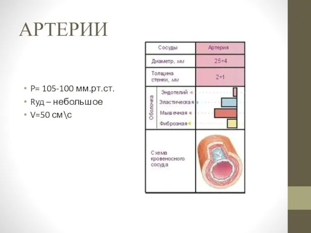 АРТЕРИИ P= 105-100 мм.рт.ст. Rуд – небольшое V=50 см\с