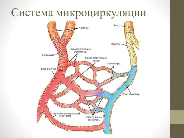 Система микроциркуляции