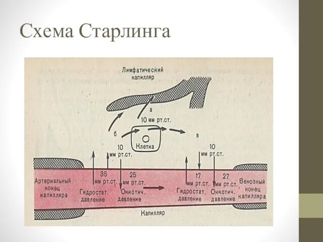 Схема Старлинга