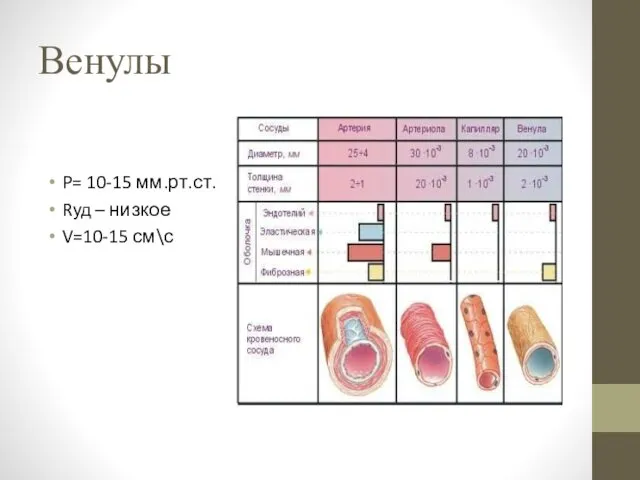 Венулы P= 10-15 мм.рт.ст. Rуд – низкое V=10-15 см\с