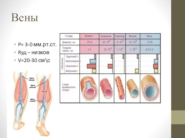 Вены P= 3-0 мм.рт.ст. Rуд – низкое V=20-30 см\с