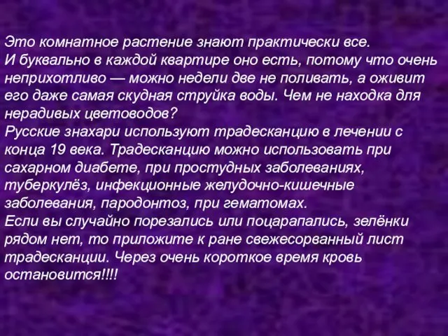 Это комнатное растение знают практически все. И буквально в каждой