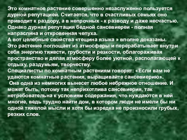 Это комнатное растение совершенно незаслуженно пользуется дурной репутацией. Считается, что