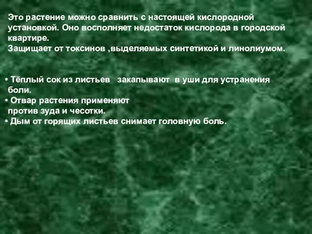 Это растение можно сравнить с настоящей кислородной установкой. Оно восполняет