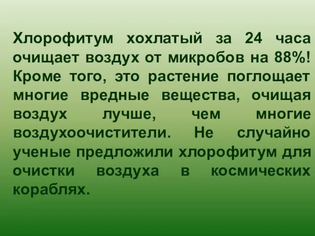 Хлорофитум хохлатый за 24 часа очищает воздух от микробов на