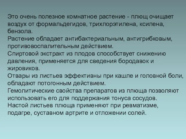 Это очень полезное комнатное растение - плющ очищает воздух от