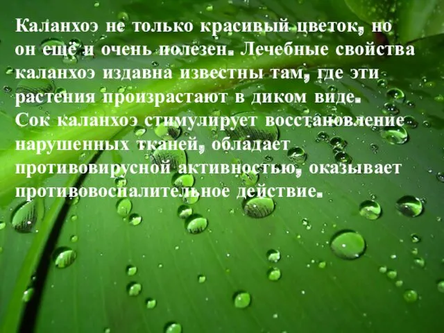 Каланхоэ не только красивый цветок, но он ещё и очень