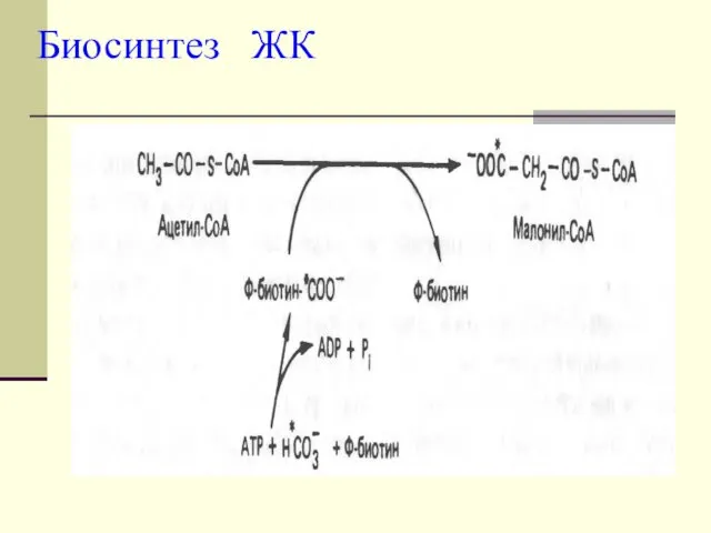 Биосинтез ЖК