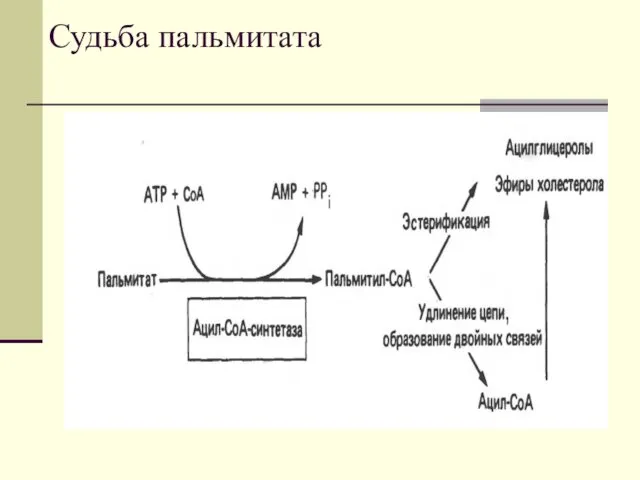 Судьба пальмитата