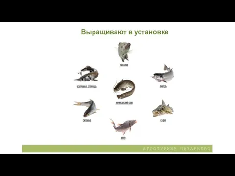 Выращивают в установке