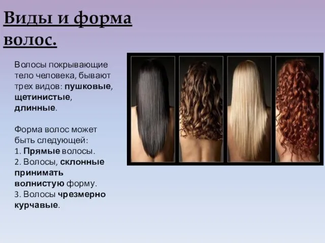 Виды и форма волос. Волосы покрывающие тело человека, бывают трех видов: пушковые, щетинистые,