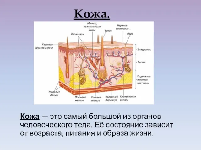 Кожа. Кожа — это самый большой из органов человеческого тела. Её состояние зависит