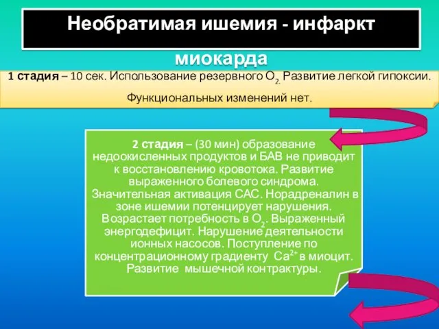 2 стадия – (30 мин) образование недоокисленных продуктов и БАВ