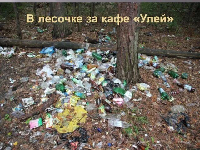 В лесочке за кафе «Улей»