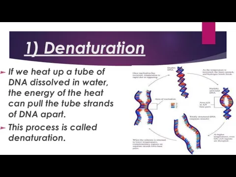 1) Denaturation If we heat up a tube of DNA