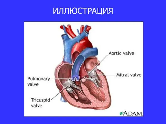 ИЛЛЮСТРАЦИЯ