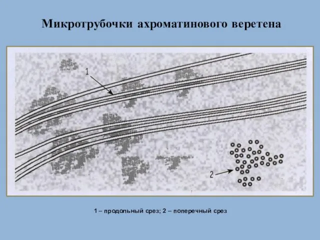 Микротрубочки ахроматинового веретена 1 – продольный срез; 2 – поперечный срез