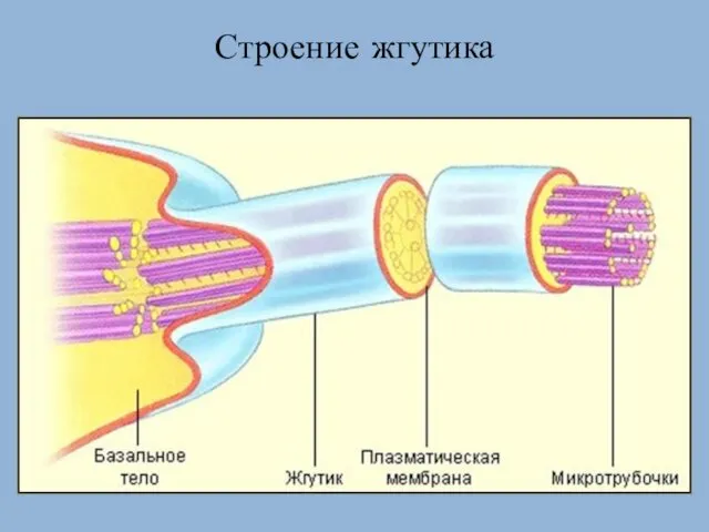 Строение жгутика