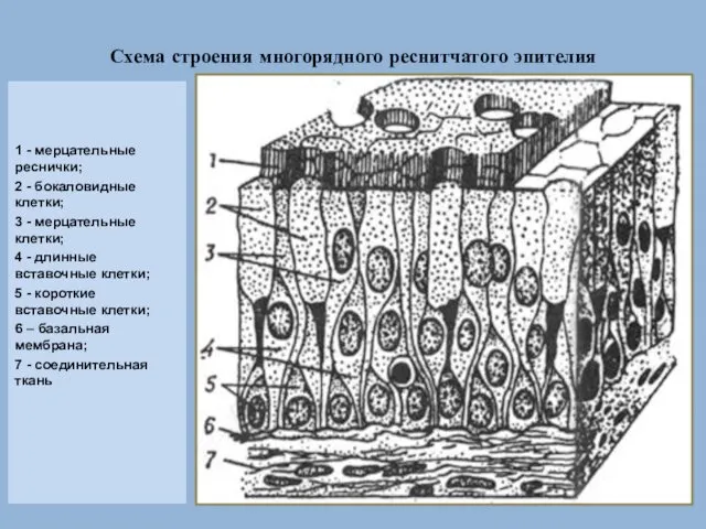 Схема строения многорядного реснитчатого эпителия 1 - мерцательные реснички; 2