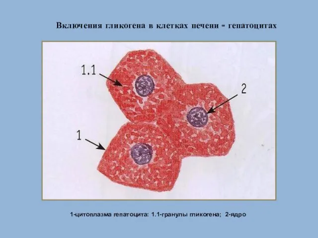 Включения гликогена в клетках печени - гепатоцитах 1-цитоплазма гепатоцита: 1.1-гранулы гликогена; 2-ядро