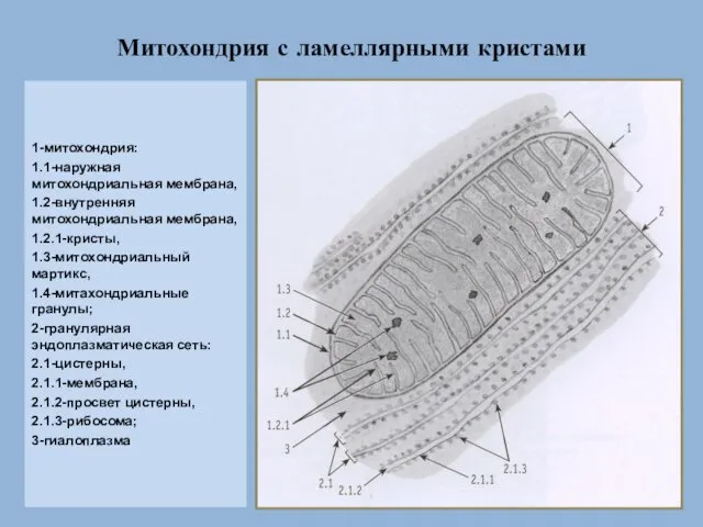 Митохондрия с ламеллярными кристами 1-митохондрия: 1.1-наружная митохондриальная мембрана, 1.2-внутренняя митохондриальная