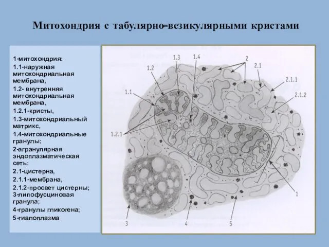 Митохондрия с табулярно-везикулярными кристами 1-митохондрия: 1.1-наружная митохондриальная мембрана, 1.2- внутренняя