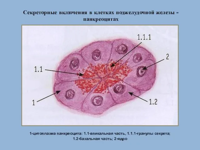 Секреторные включения в клетках поджелудочной железы - панкреоцитах 1-цитоплазма панкреоцита: