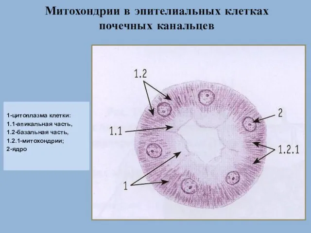 Митохондрии в эпителиальных клетках почечных канальцев 1-цитоплазма клетки: 1.1-апикальная часть, 1.2-базальная часть, 1.2.1-митохондрии; 2-ядро