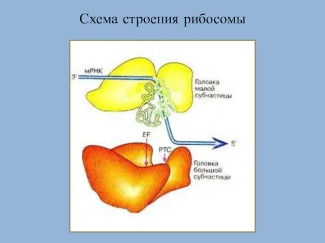 Схема строения рибосомы