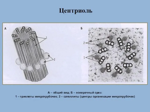 Центриоль А – общий вид; Б – поперечный срез: 1