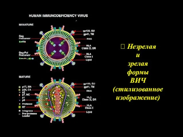 ? Незрелая и зрелая формы ВИЧ (стилизованное изображение)