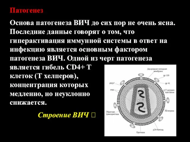 Патогенез Основа патогенеза ВИЧ до сих пор не очень ясна.