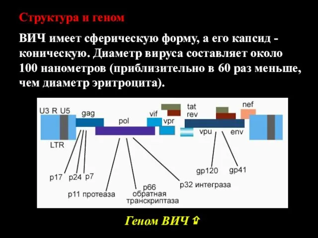 Структура и геном ВИЧ имеет сферическую форму, а его капсид