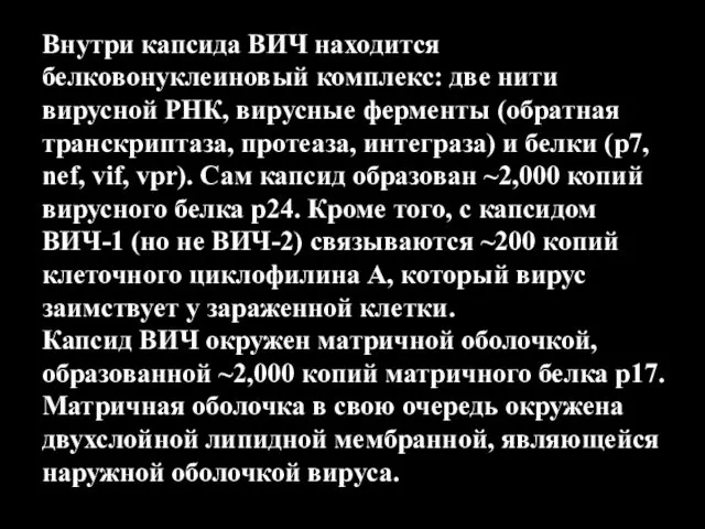 Внутри капсида ВИЧ находится белковонуклеиновый комплекс: две нити вирусной РНК,