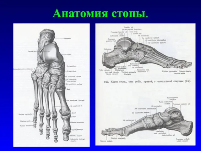 Анатомия стопы.