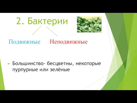 2. Бактерии Подвижные Неподвижные Большинство- бесцветны, некоторые пурпурные или зелёные