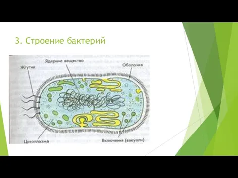 3. Строение бактерий