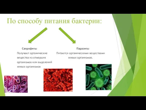 По способу питания бактерии: Сапрофиты Паразиты Получают органические Питаются органическими