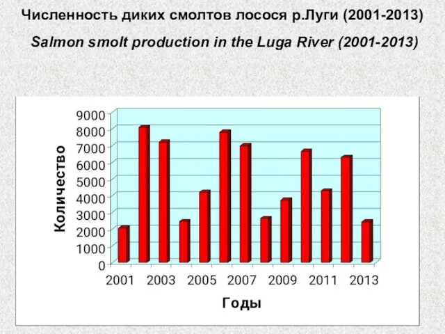 Численность диких смолтов лосося р.Луги (2001-2013) Salmon smolt production in the Luga River (2001-2013)