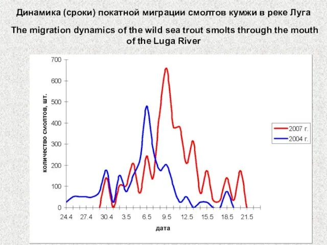 Динамика (сроки) покатной миграции смолтов кумжи в реке Луга The