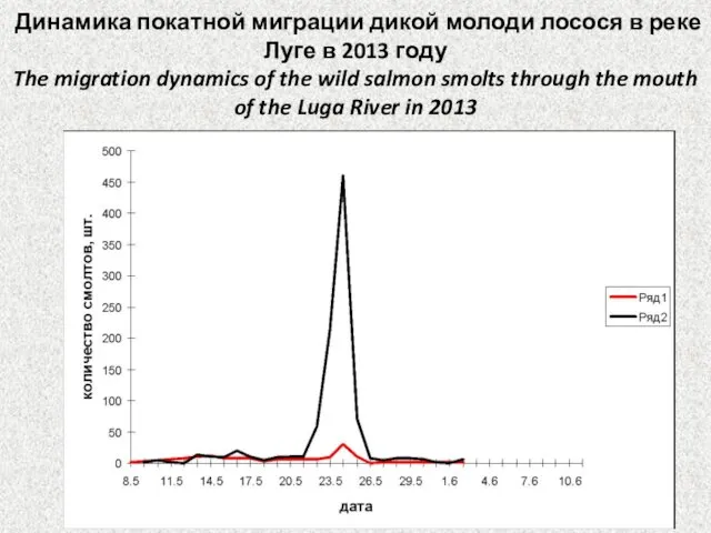 Динамика покатной миграции дикой молоди лосося в реке Луге в