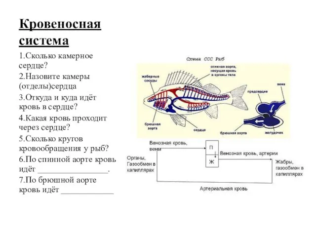 Кровеносная система 1.Сколько камерное сердце? 2.Назовите камеры (отделы)сердца 3.Откуда и