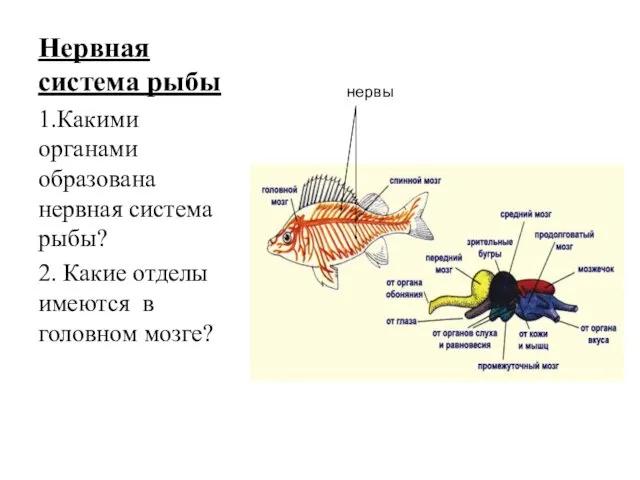 Нервная система рыбы 1.Какими органами образована нервная система рыбы? 2.