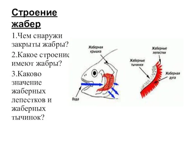 Строение жабер 1.Чем снаружи закрыты жабры? 2.Какое строение имеют жабры?