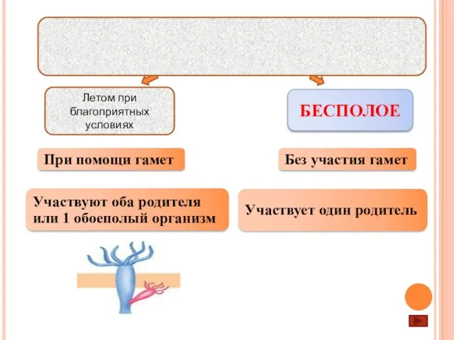 Размножение ПОЛОВОЕ БЕСПОЛОЕ Летом при благоприятных условиях Осенью при неблагоприятных