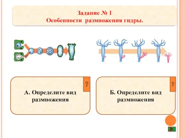 Задание № 1 Особенности размножения гидры. А. Определите вид размножения Б. Определите вид размножения