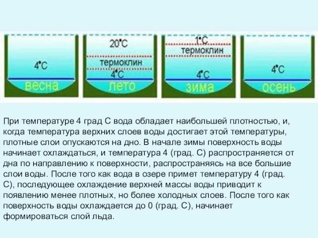 При температуре 4 град С вода обладает наибольшей плотностью, и,